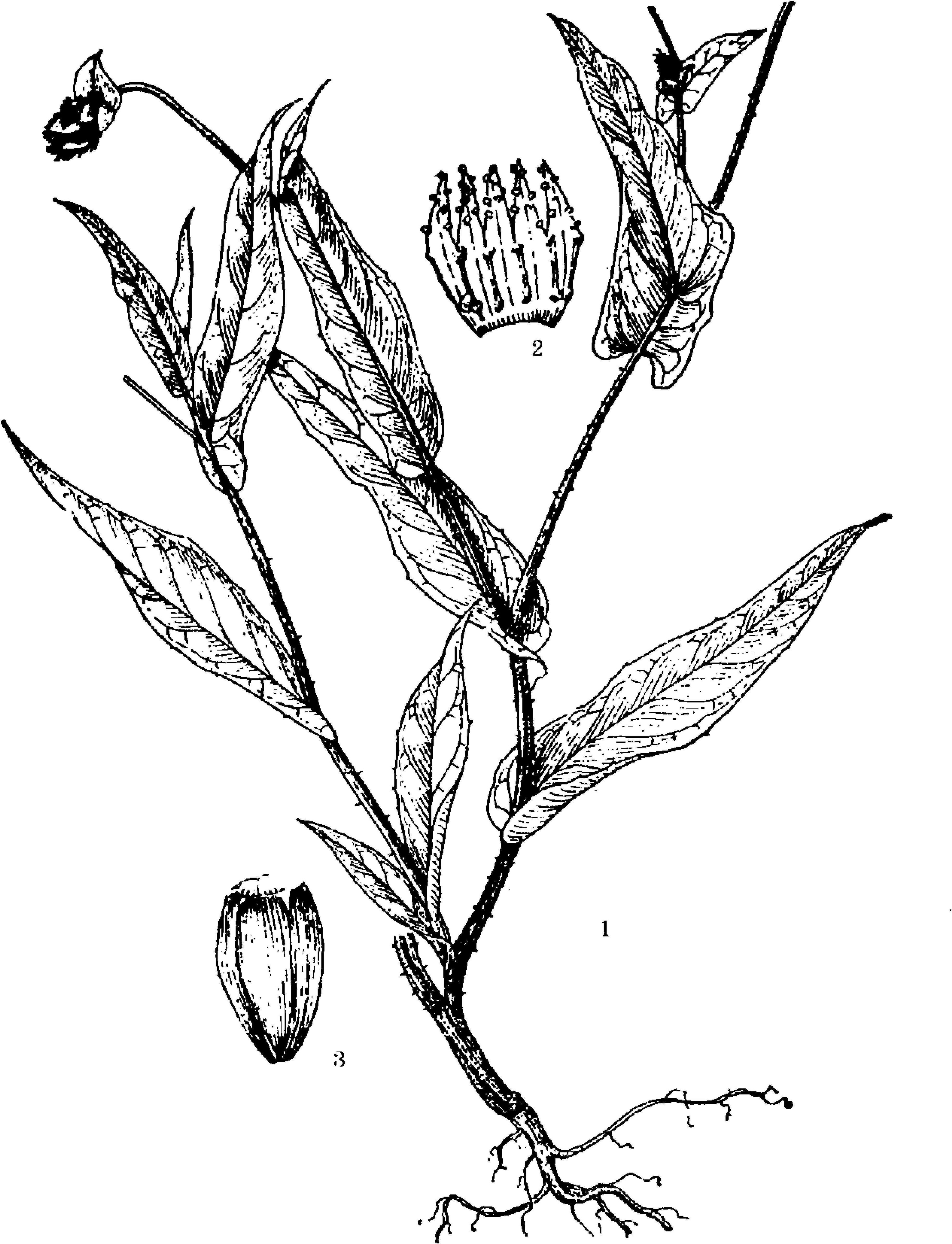小藍(lán)雪花